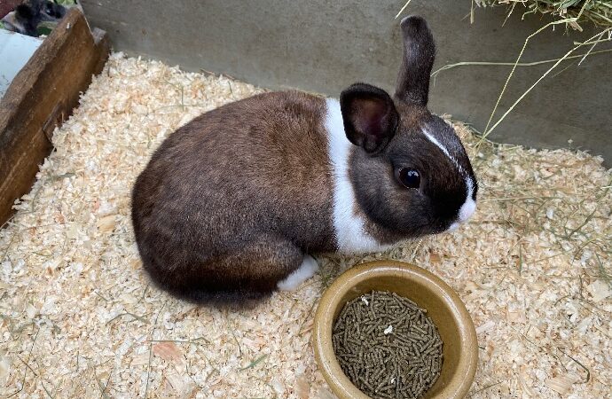 Petting zoo is looking for rabbit lovers
